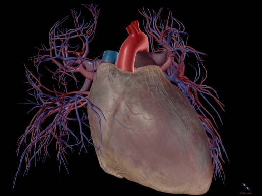 Pericardium-Human-Heart-Cardiovascular-System